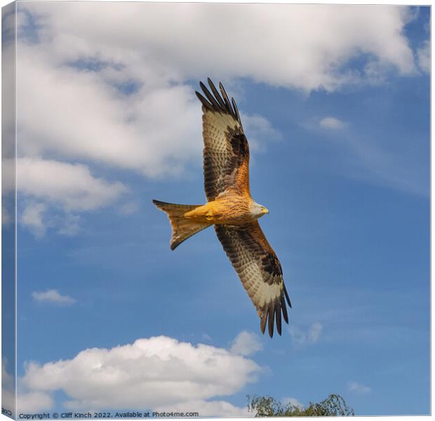 Red Kite in Flight Canvas Print by Cliff Kinch