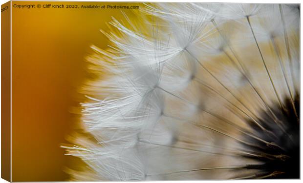 Dandelion frongs Canvas Print by Cliff Kinch