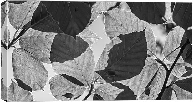 Checkerboard leaves Canvas Print by Cliff Kinch