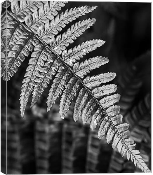Silver fern Canvas Print by Cliff Kinch
