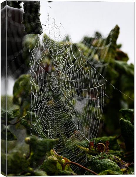 Cobweb in mist Canvas Print by Cliff Kinch