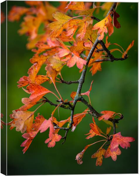 Autumn leaves Canvas Print by Cliff Kinch