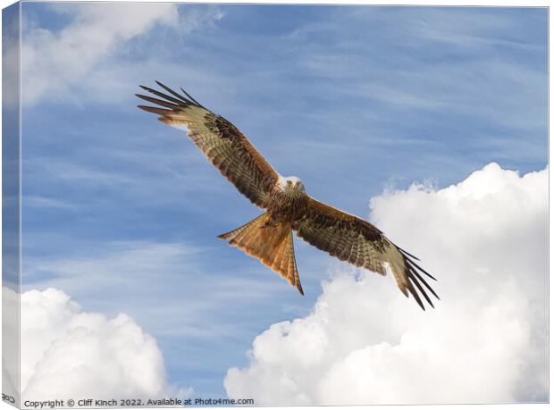 Red Kite in flight Canvas Print by Cliff Kinch