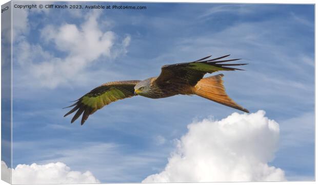 Red Kite in flight Canvas Print by Cliff Kinch