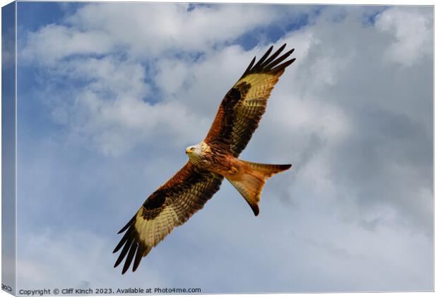 Red Kite in Flight Canvas Print by Cliff Kinch