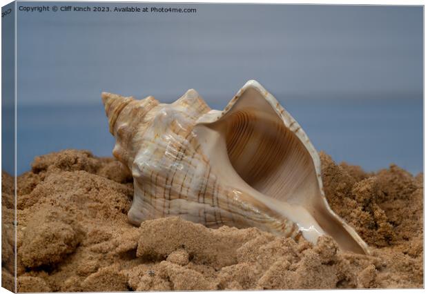 Shell on the sand Canvas Print by Cliff Kinch
