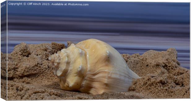 Shell on a beach Canvas Print by Cliff Kinch