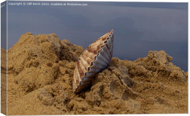 A seashell in the sand Canvas Print by Cliff Kinch