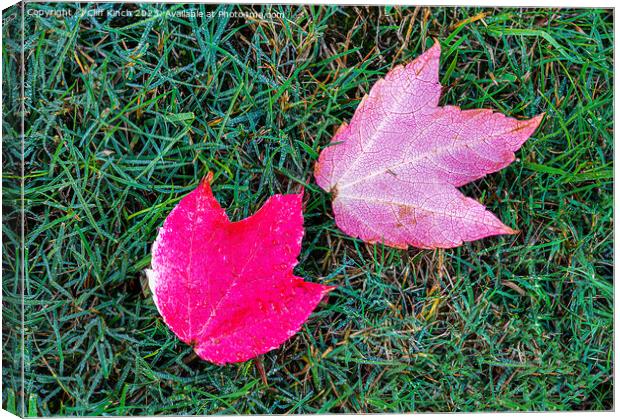 Maple leaves Canvas Print by Cliff Kinch