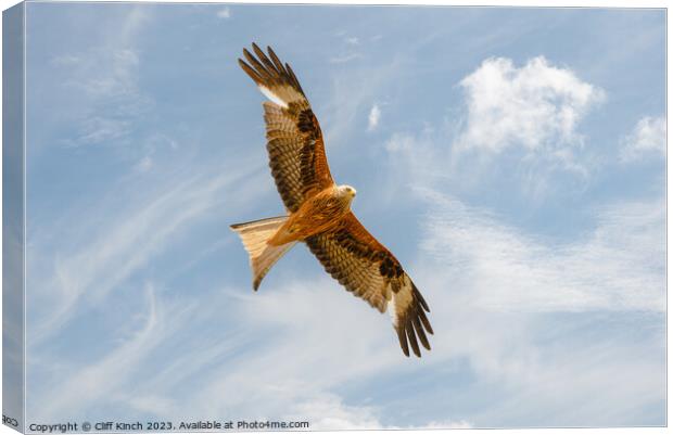 Red Kite in Flight Canvas Print by Cliff Kinch