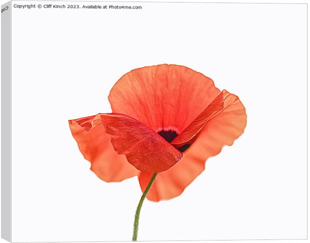 Fiery Bloom of the Poppy Canvas Print by Cliff Kinch