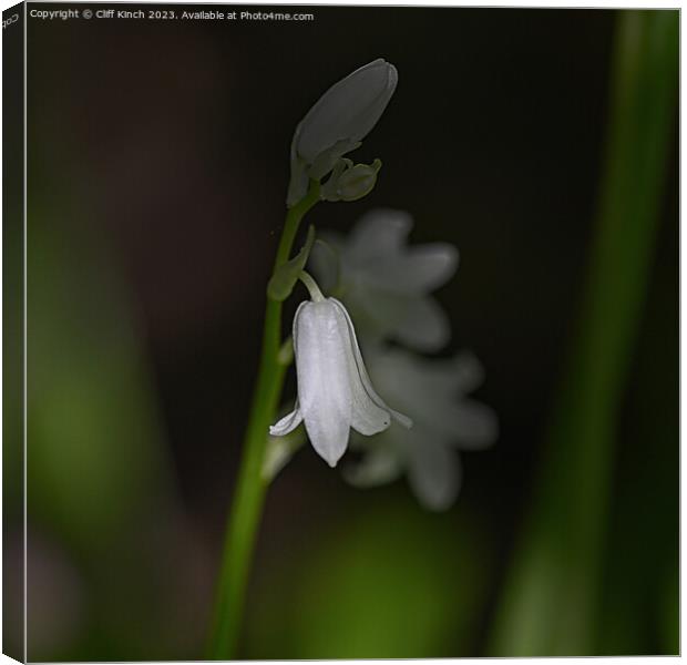 A single white bluebell in the darkness Canvas Print by Cliff Kinch