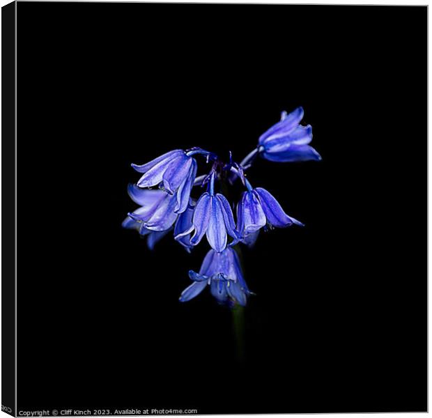 Enchanted Bluebell Forest Canvas Print by Cliff Kinch