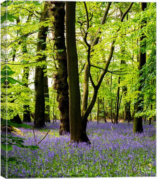 Enchanting Bluebell Forest Canvas Print by Cliff Kinch