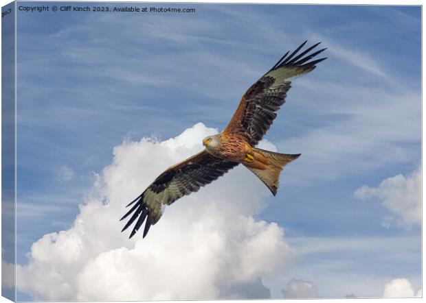 Soaring Red Kite Canvas Print by Cliff Kinch