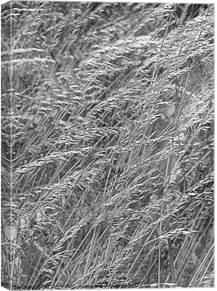 Whimsical Symphony of Bending Grass Canvas Print by Cliff Kinch