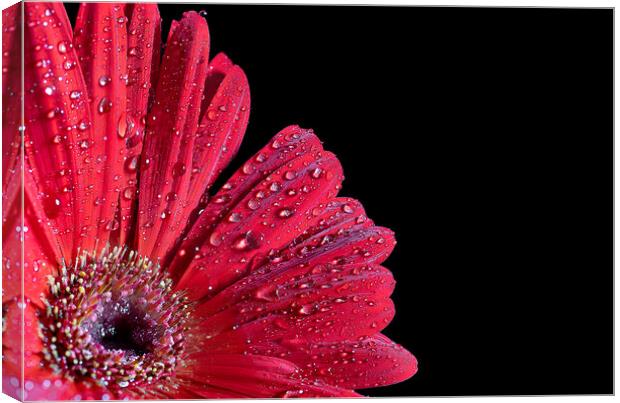Vibrant African Daisy Unveils Nature's Passion Canvas Print by Cliff Kinch