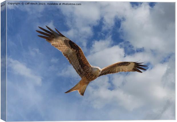 Red Kite in Flight Canvas Print by Cliff Kinch