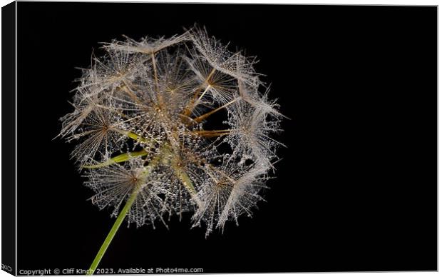 Dew-Kissed Dandelion Sphere Canvas Print by Cliff Kinch