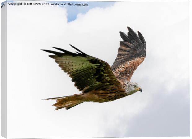 Soaring Red Kite: Spectacle in the Sky Canvas Print by Cliff Kinch