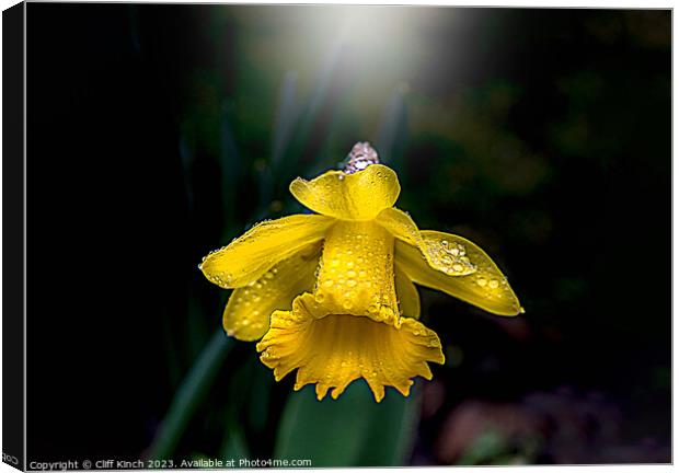 The Daffodil and the dew Canvas Print by Cliff Kinch