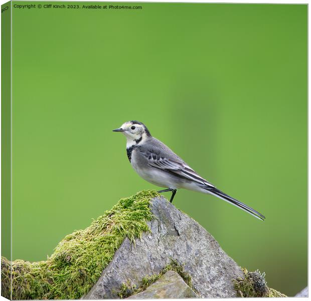 Pied Wagtail Canvas Print by Cliff Kinch