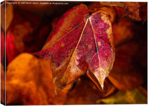 Autumn leaf Canvas Print by Cliff Kinch