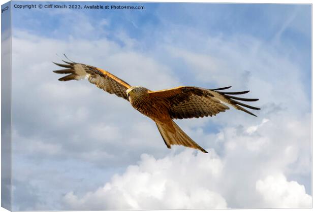 Red Kite in Flight Canvas Print by Cliff Kinch