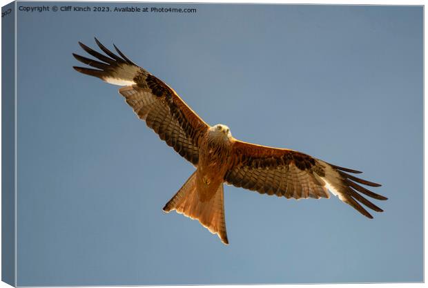 Red Kite in flight Canvas Print by Cliff Kinch