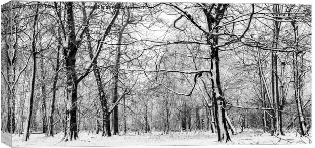 Snow slapped trees in black and white Canvas Print by Cliff Kinch