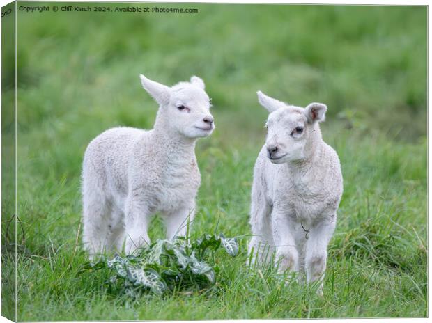 Spring lambs Canvas Print by Cliff Kinch