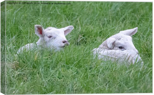 Spring lambs Canvas Print by Cliff Kinch