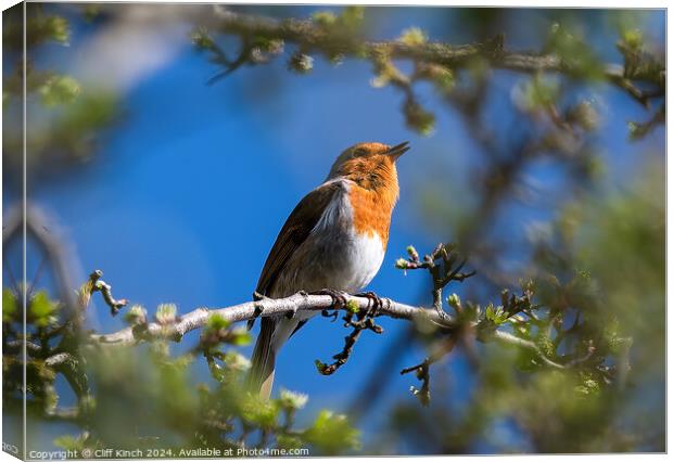 A robin perched on a tree branch Canvas Print by Cliff Kinch