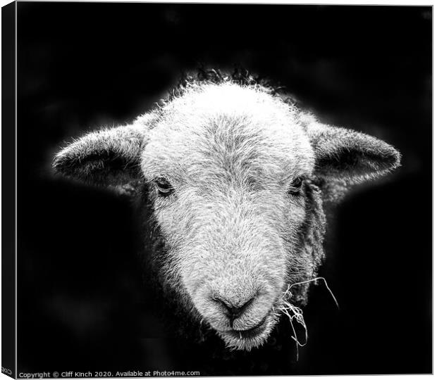 Herdwick sheep in black and white Canvas Print by Cliff Kinch