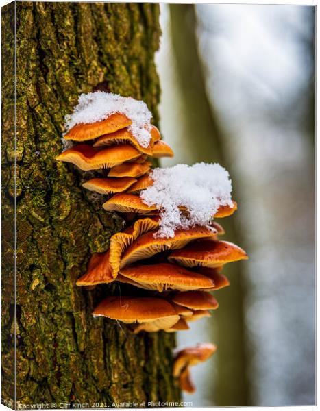 Tree fungus Canvas Print by Cliff Kinch