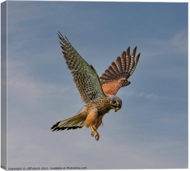 Kestrel hovering Canvas Print by Cliff Kinch