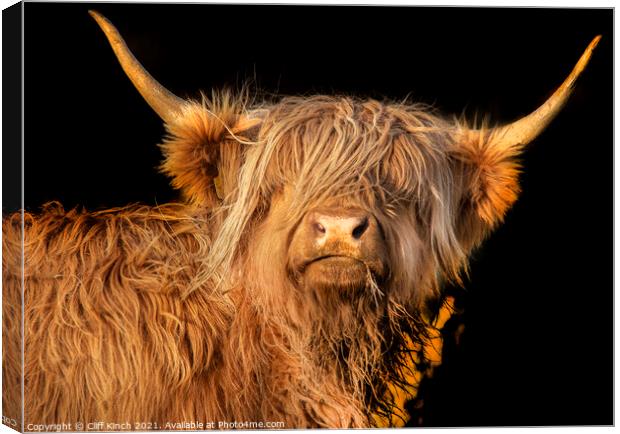 Highland Cow  Canvas Print by Cliff Kinch