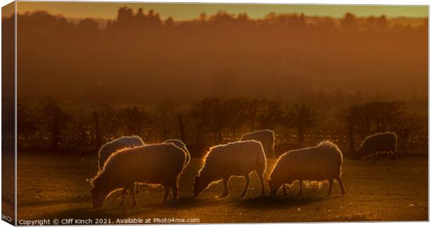 Sheep grazing in the evening  Canvas Print by Cliff Kinch