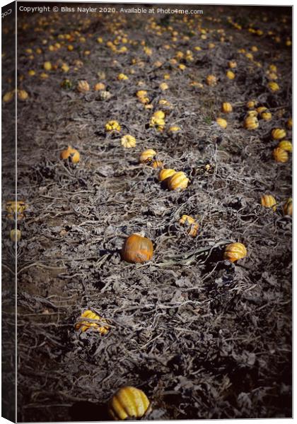 Pumpkin Patch Canvas Print by Bliss Nayler