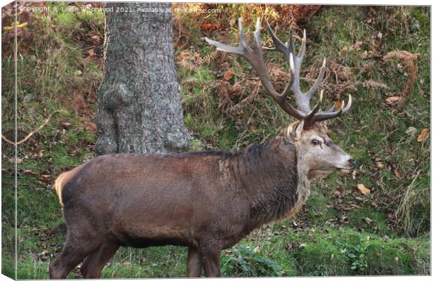 Red deer Stag  Canvas Print by Liann Whorwood