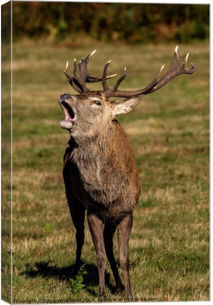 Bellowing Red Deer Stag Canvas Print by Liann Whorwood