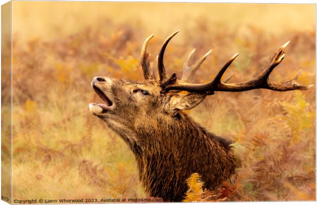 Majestic Red Deer Stag bellowing in the Autumn  Canvas Print by Liann Whorwood