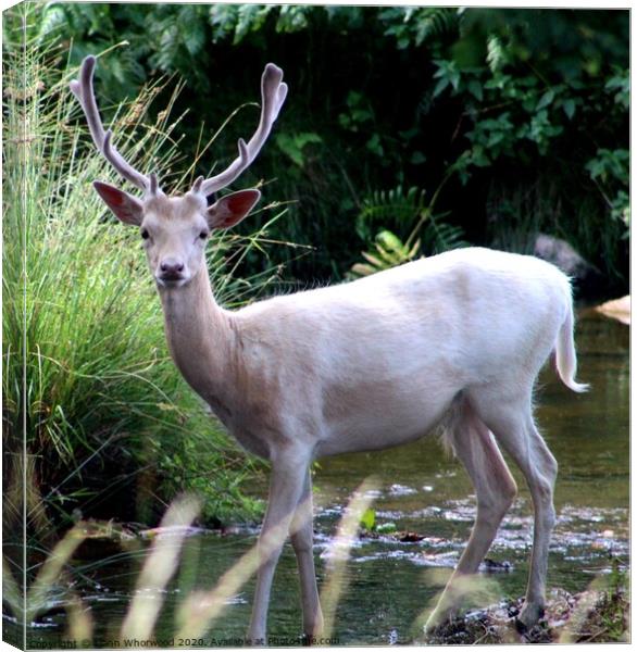 Stag Deer in the stream Canvas Print by Liann Whorwood