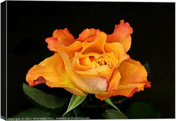 Orange Rose Canvas Print by Liann Whorwood