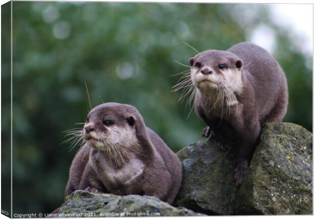 Otters on the look out Canvas Print by Liann Whorwood