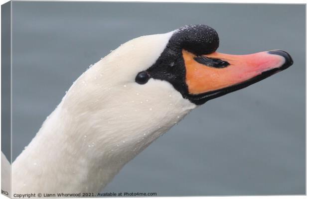 Close up of a Swans head Canvas Print by Liann Whorwood