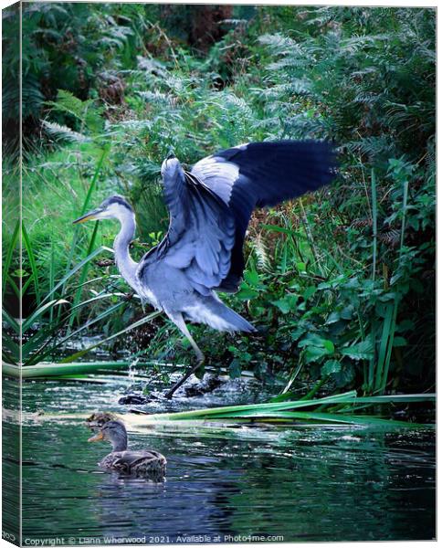 Heron landing in a river Canvas Print by Liann Whorwood