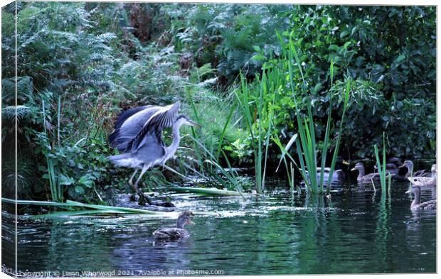 Heron on the river Canvas Print by Liann Whorwood
