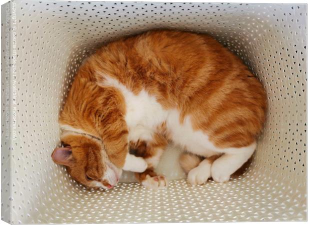 Ginger Cat Sleeping In A Laundry Basket Canvas Print by Cosmin Iftode