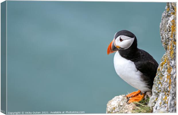 Puffin standing on the edge of the cliff  Canvas Print by Vicky Outen